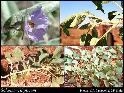 Solanum ellipticum Solanum ellipticum RBr FloraBase Flora of Western Australia