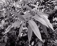 Solanum ensifolium httpsuploadwikimediaorgwikipediacommonsthu