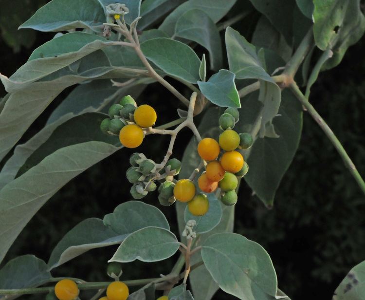 Solanum erianthum - Alchetron, The Free Social Encyclopedia