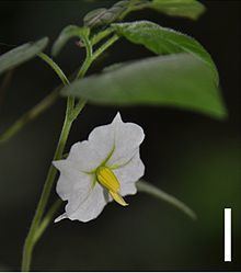 Solanum evolvuloides httpsuploadwikimediaorgwikipediacommonsthu