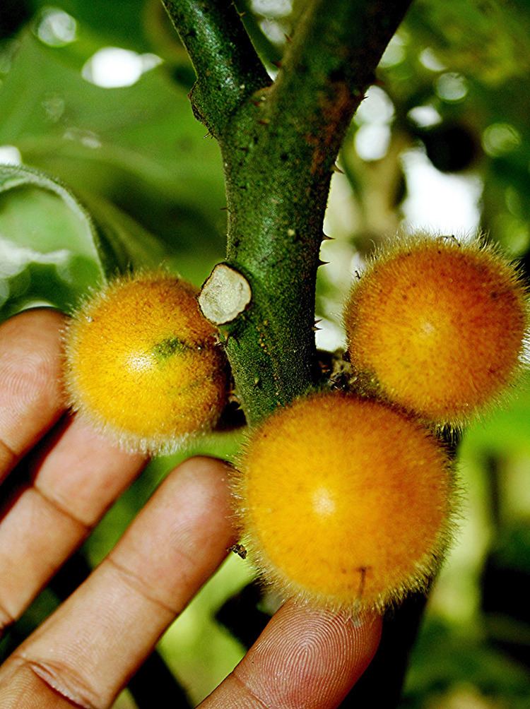 Solanum ferox Solanum ferox L quotTerong Asam Groupquot Jeniang Kedah Mal Flickr