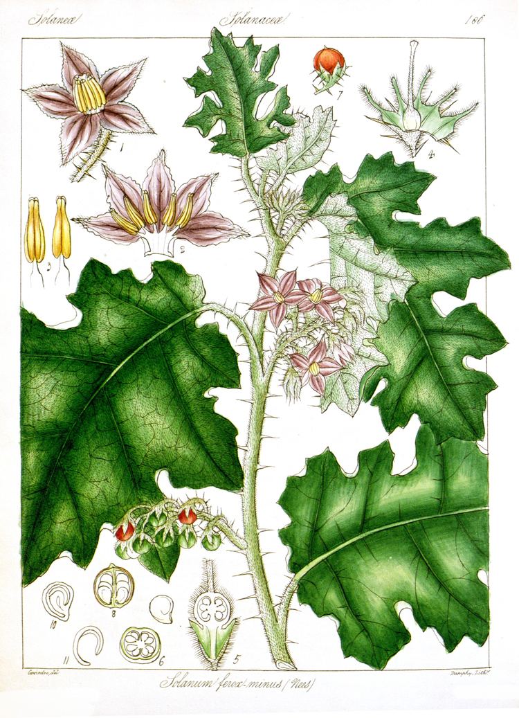 Solanum ferox FileSolanum feroxminus Govindoojpg Wikimedia Commons
