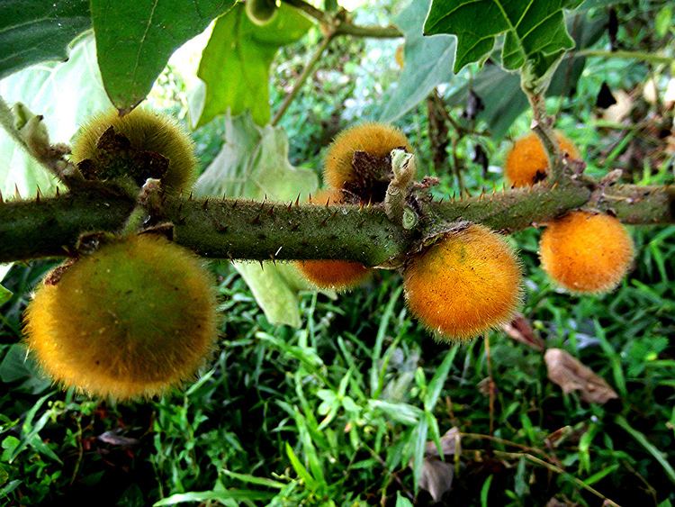 Solanum ferox Solanum ferox L quotTerong Asam Groupquot Jeniang Kedah Mal Flickr