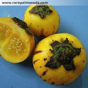 Solanum ferox Solanum ferox buy seeds at rarepalmseedscom