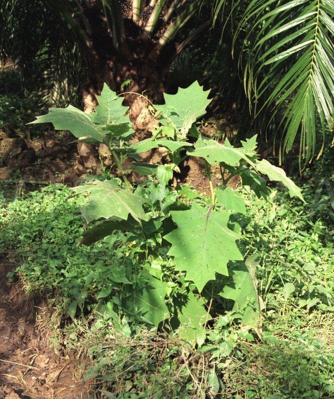 Solanum ferox VIRBOGA Solanum ferox