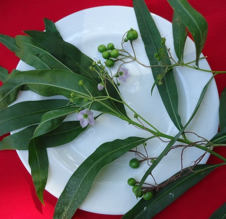 Solanum glaucophyllum v e r d e c h a c o Duraznillo blanco