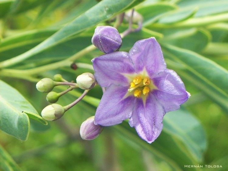 Solanum glaucophyllum Flora Bonaerense Duraznillo blanco Solanum glaucophyllum