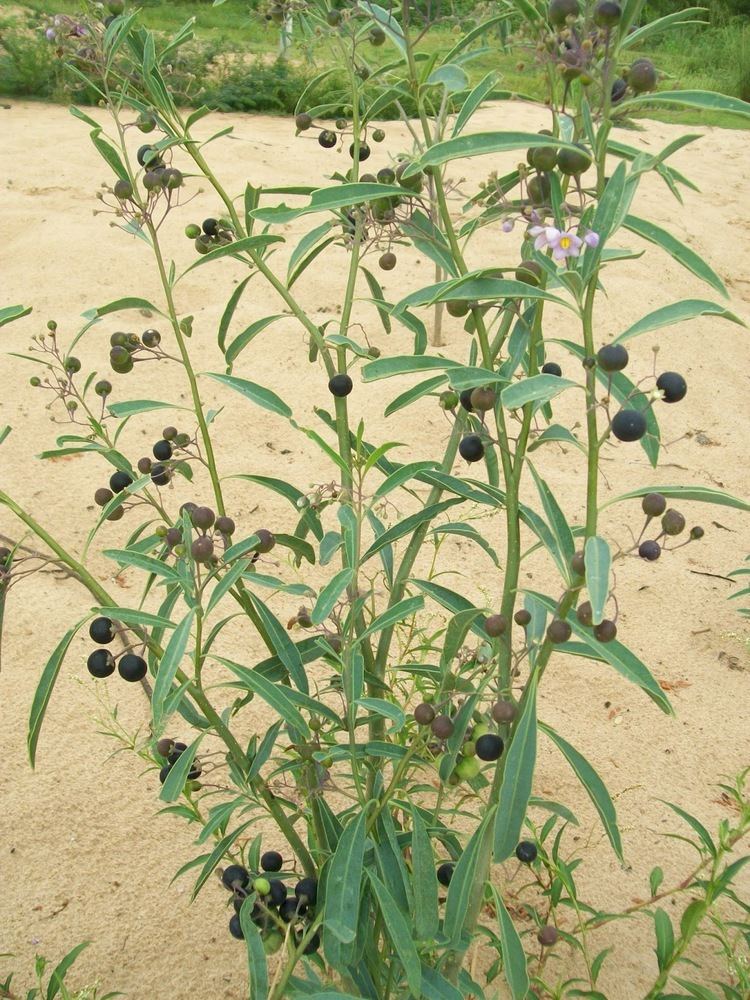 Solanum glaucophyllum Argentina nativa Duraznillo blanco Solanum glaucophyllum