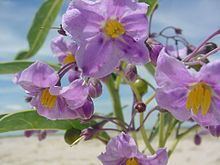 Solanum glaucophyllum httpsuploadwikimediaorgwikipediacommonsthu