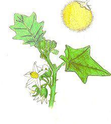 Solanum lasiocarpum httpsuploadwikimediaorgwikipediacommonsthu
