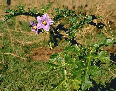 Solanum linnaeanum Factsheet Solanum linnaeanum prev S hermannii