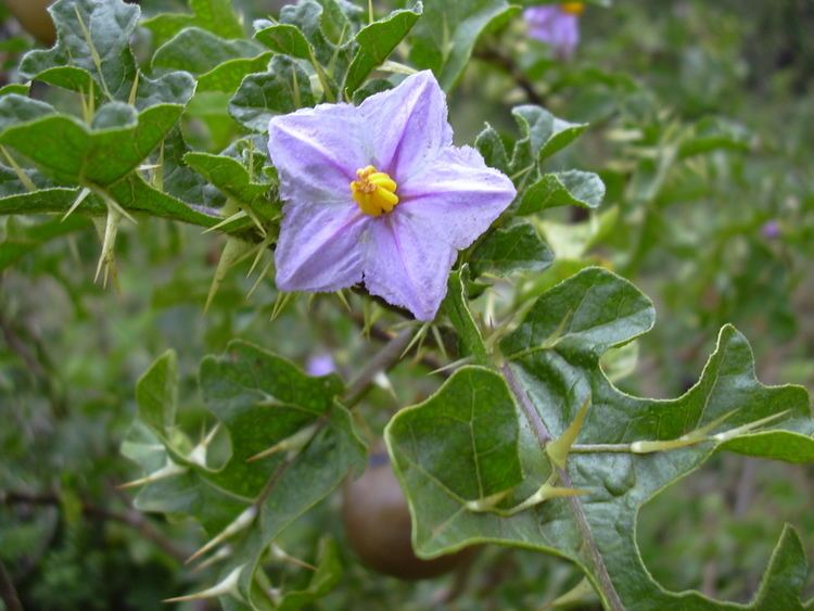 Solanum linnaeanum FileStarr 0306280107 Solanum linnaeanumjpg Wikimedia Commons