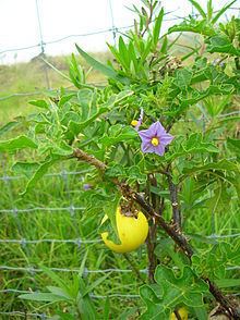 Solanum linnaeanum httpsuploadwikimediaorgwikipediacommonsthu