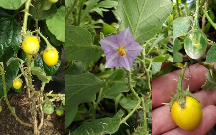 Solanum linnaeanum Devils Apple Fruit of Sodom Poison Eggplant Solanum Linnaeanum Seeds