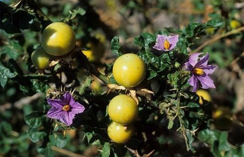 Solanum linnaeanum Other Plants Seeds amp Bulbs 10 Solanum linnaeanum Seeds Devil39s