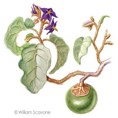 Solanum lycocarpum wwwkestrelstudiocomportfolioscientificbotanic