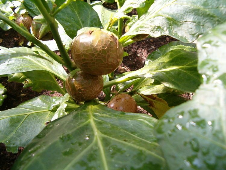 Solanum macrocarpon FileSolanum macrocarpon HabitusFruits BotGardBln0906bJPG