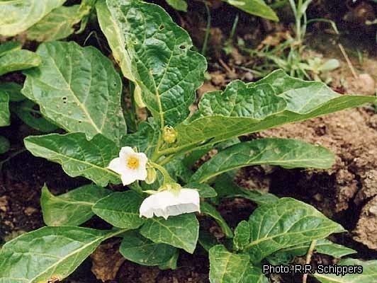 Solanum macrocarpon Prota 2 VegetablesLgumes Record