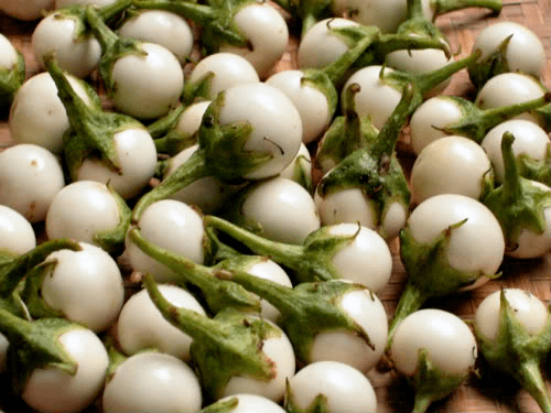 Solanum macrocarpon Vdelta Express SOLANUM MACROCARPON