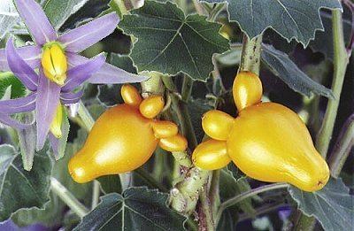 Solanum mammosum Link of the Month