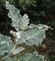 Solanum marginatum httpsuploadwikimediaorgwikipediacommonsthu