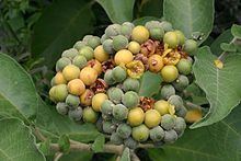 Solanum mauritianum httpsuploadwikimediaorgwikipediacommonsthu