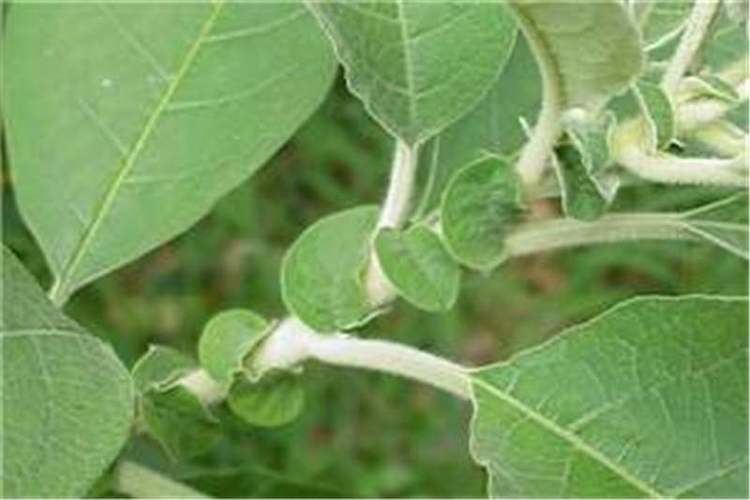Solanum mauritianum Factsheet Solanum mauritianum Bugweed