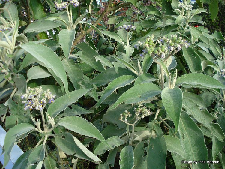Solanum mauritianum TERRAIN Taranaki Educational Resource Research Analysis