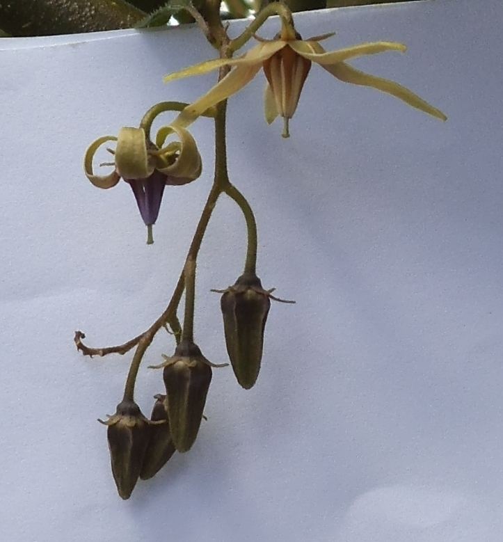 Solanum melissarum