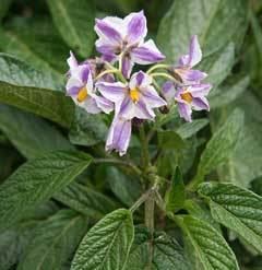 Solanum muricatum Solanum muricatum Pepino PFAF Plant Database