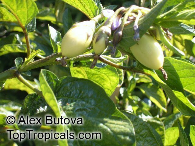 Solanum muricatum Solanum muricatum Pepino Melon TopTropicalscom