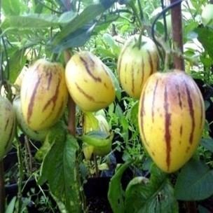 Solanum muricatum Solanum muricatum quotPepinoquot Seeds Alsagarden