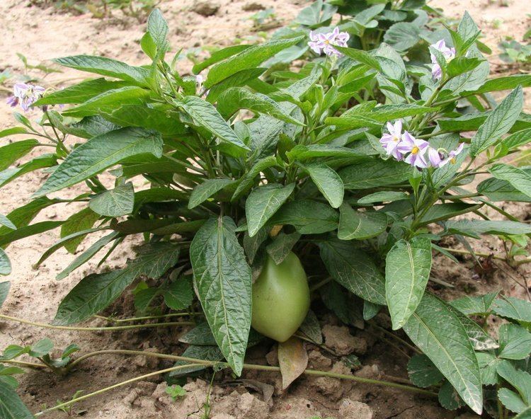Solanum muricatum httpsuploadwikimediaorgwikipediacommons77