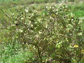 Solanum nelsonii nativeplantshawaiieduimagesplantsSolanumnels