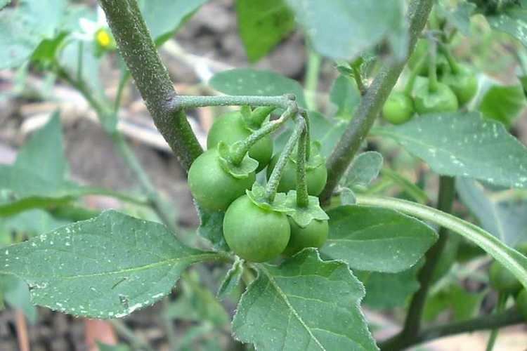 Solanum nigrum Solanum nigrum