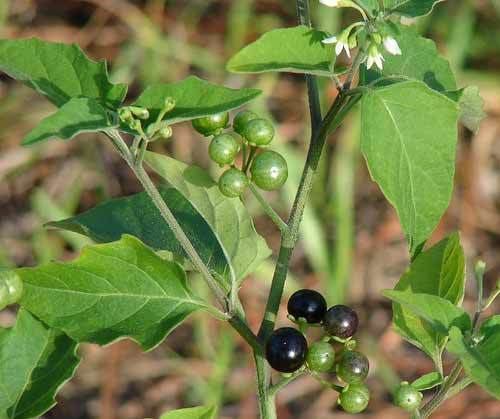 Solanum nigrum Solanum nigrum medicinal uses and images Nightshade