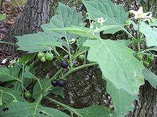 Solanum nigrum httpsuploadwikimediaorgwikipediacommonsthu