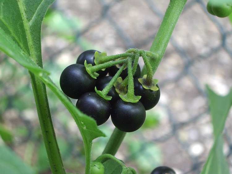 Solanum nigrum Solanum nigrum Wikipedia