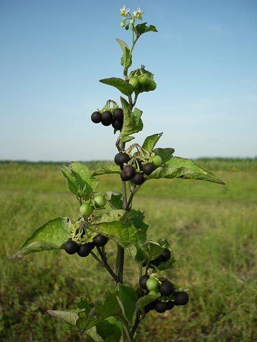 Solanum nigrum AgroAtlas Weeds Solanum nigrum L Black Nightshade