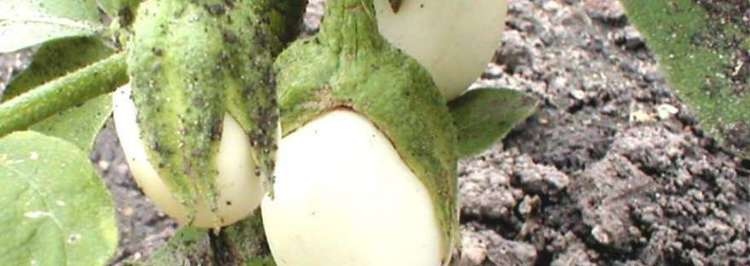 Solanum ovigerum Ornamental Eggplant Easter Egg Plant Solanum ovigerum