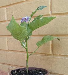 Solanum ovigerum httpsuploadwikimediaorgwikipediacommonsthu