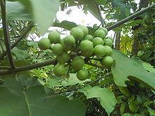 Solanum paniculatum Solanum paniculatum Wikipedia