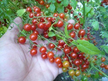 Solanum pimpinellifolium Rare Organic Heirloom Wild Tomato Solanum pimpinellifolium 25 Seeds