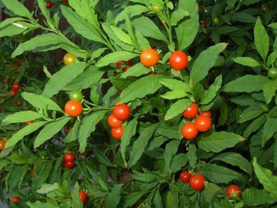Solanum pseudocapsicum Solanum pseudocapsicum L Jerusalem cherry