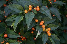 Solanum pseudocapsicum Solanum pseudocapsicum Wikipedia