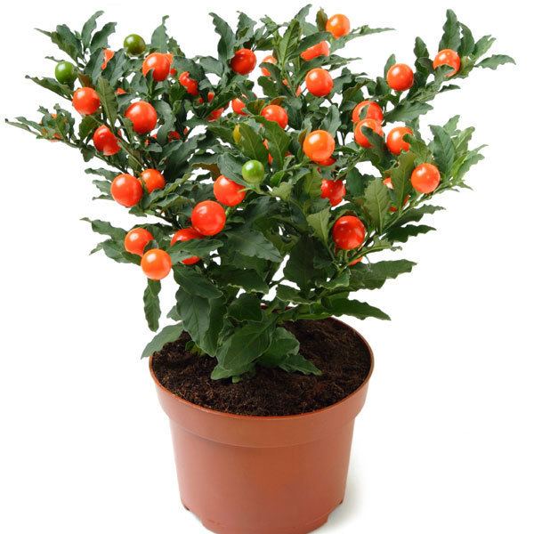 Solanum pseudocapsicum wwwpoflowerscanadagrowerscomuploads20111062