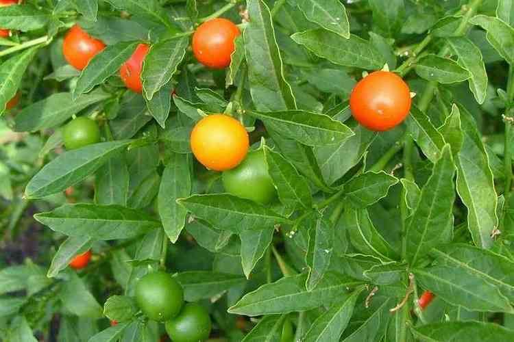 Solanum pseudocapsicum Solanum pseudocapsicum