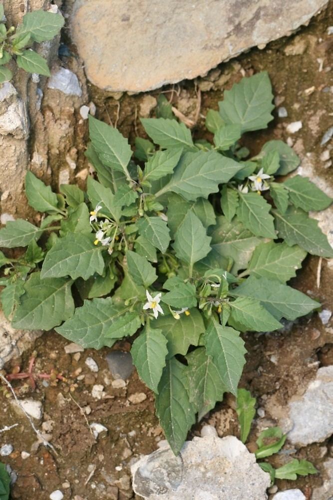 Solanum ptychanthum Solanum ptycanthum eastern black nightshade Go Botany