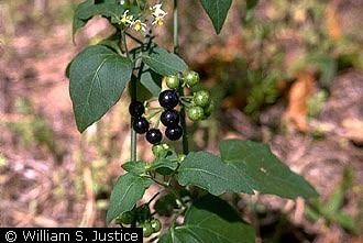 Solanum ptychanthum Plants Profile for Solanum ptycanthum West Indian nightshade