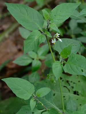 Solanum ptychanthum Digital Atlas of the Virginia Flora Solanum ptycanthum Dunal